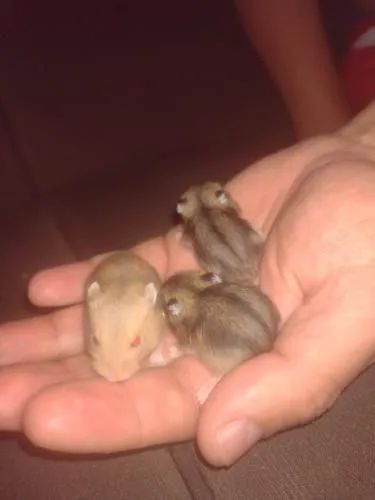 Hamster ? Anão Russo - Foto 6