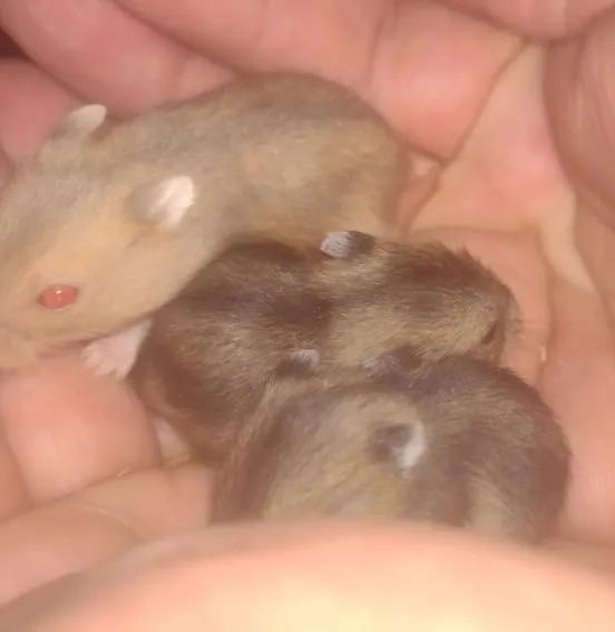 Hamster ? Anão Russo