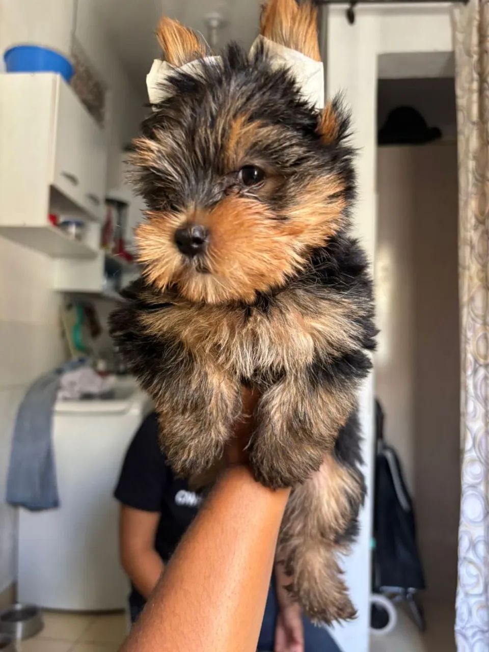 Yorkshire Terrier filhote