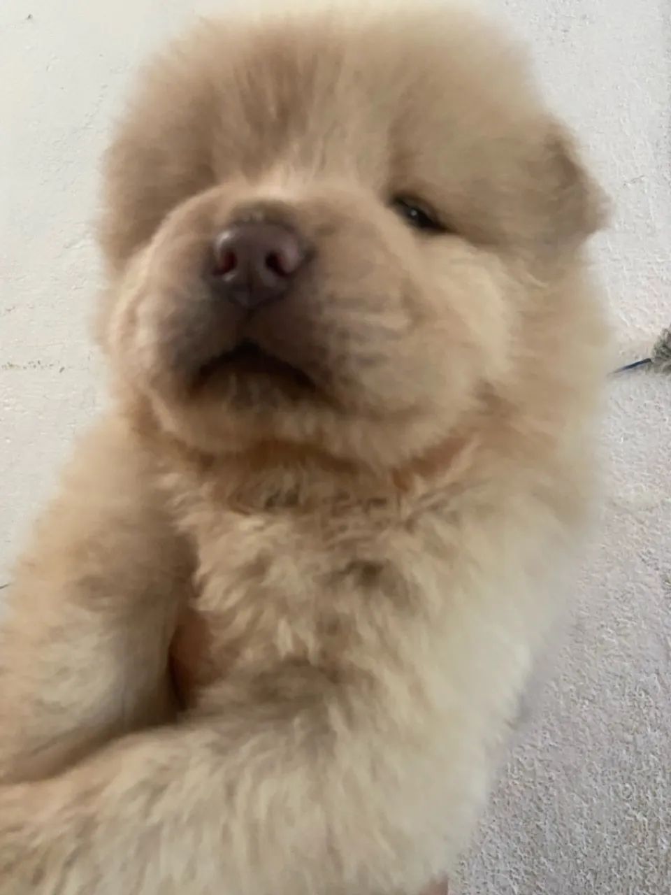 Filhote de chow chow  - Foto 2