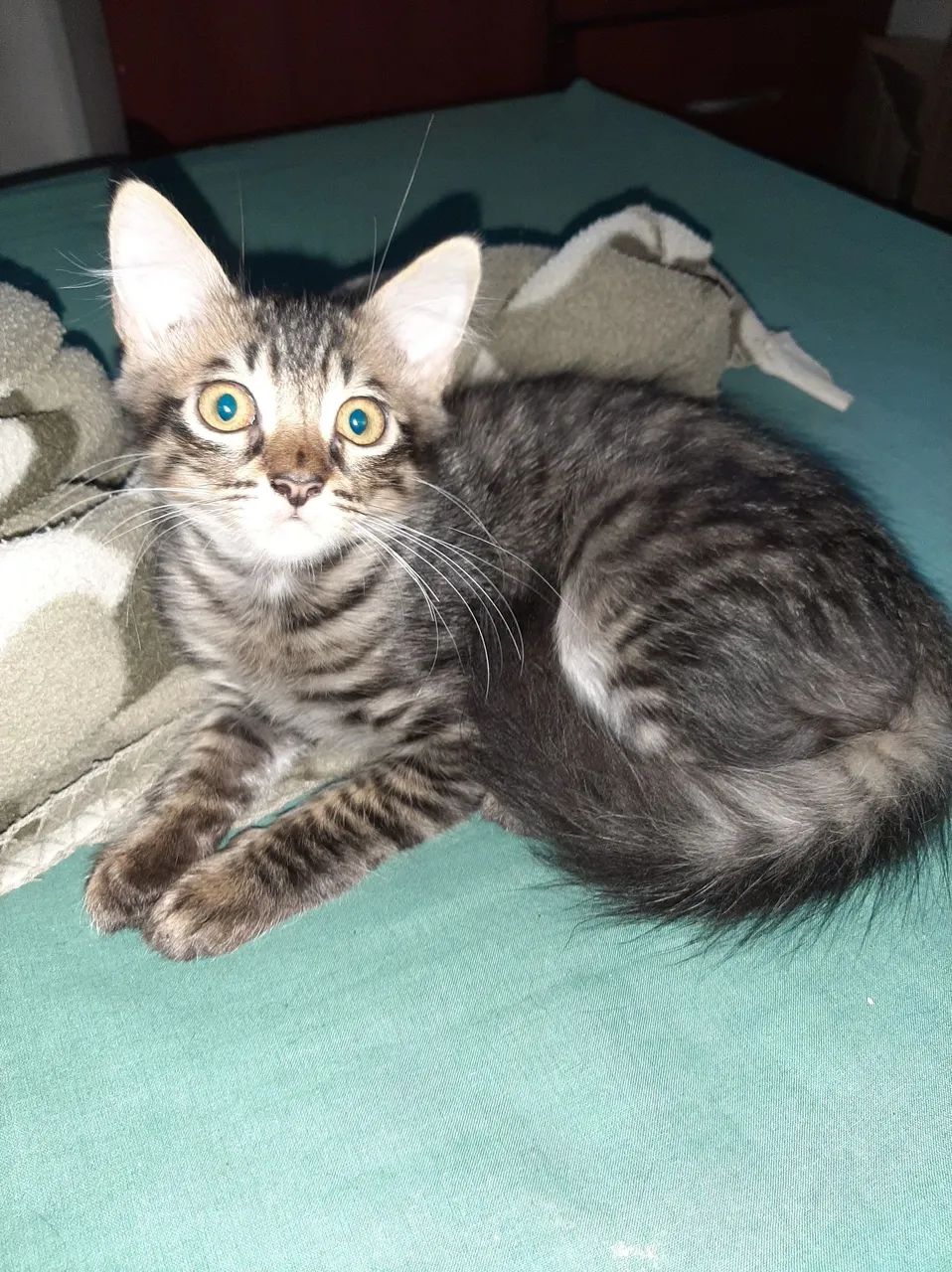Gatinho Rajado disponível para adoção - Foto 2