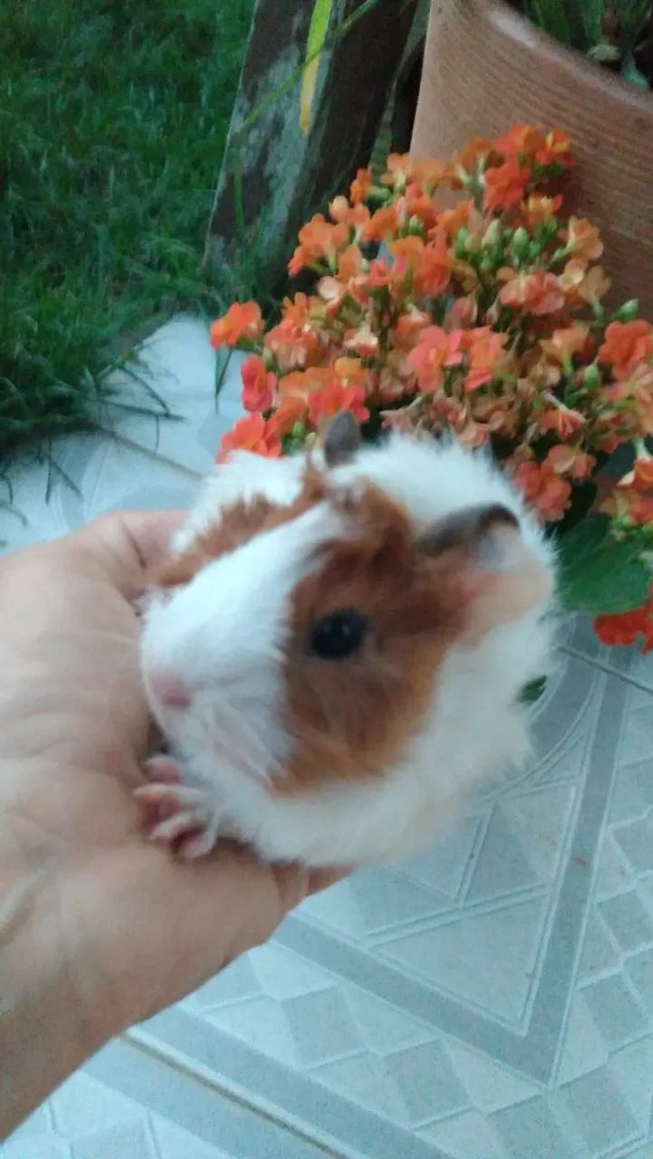 Vendo filhotes de porquinhos da índia 