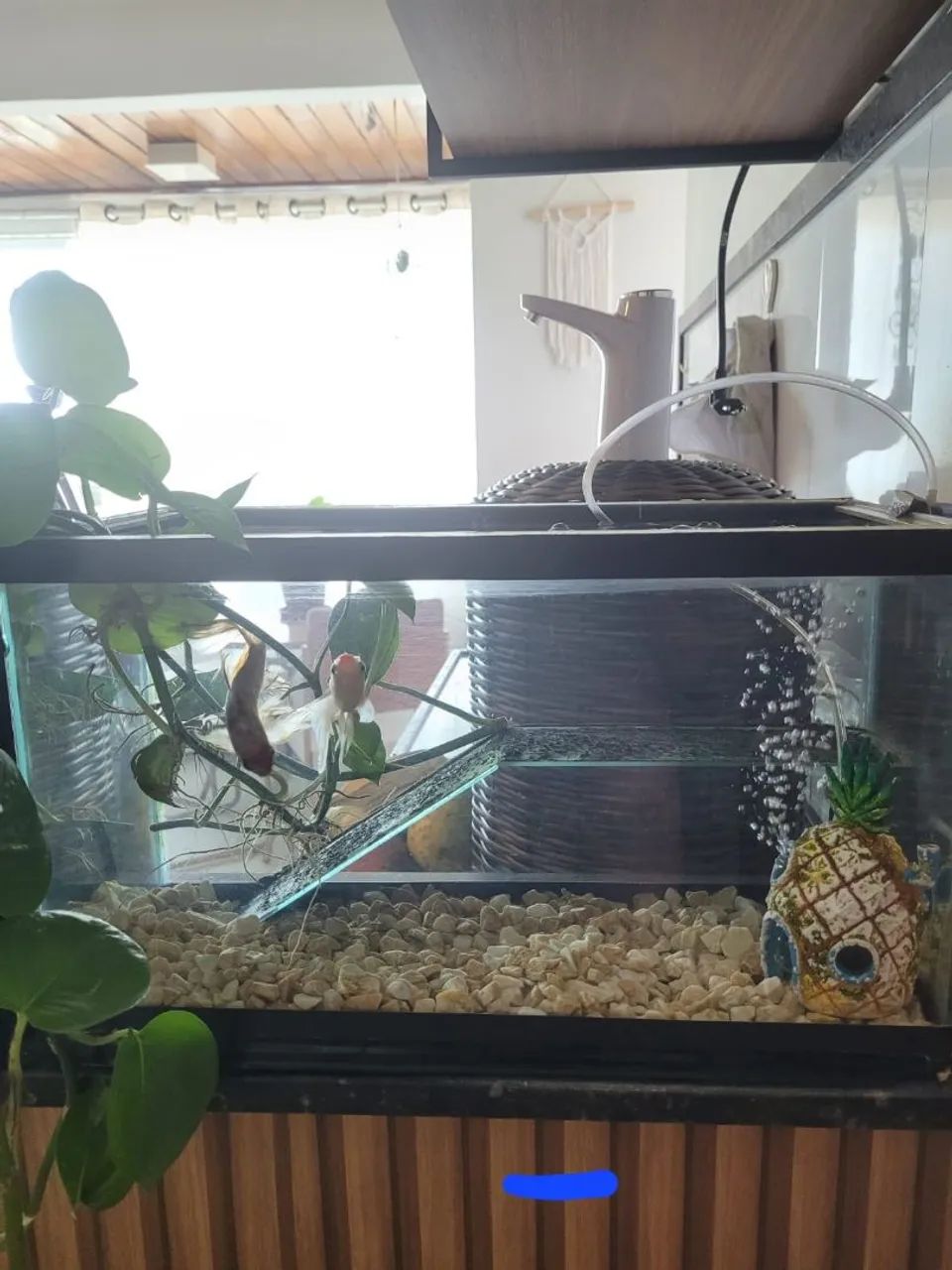 Aquário de Peixes Decorativo - Foto 2