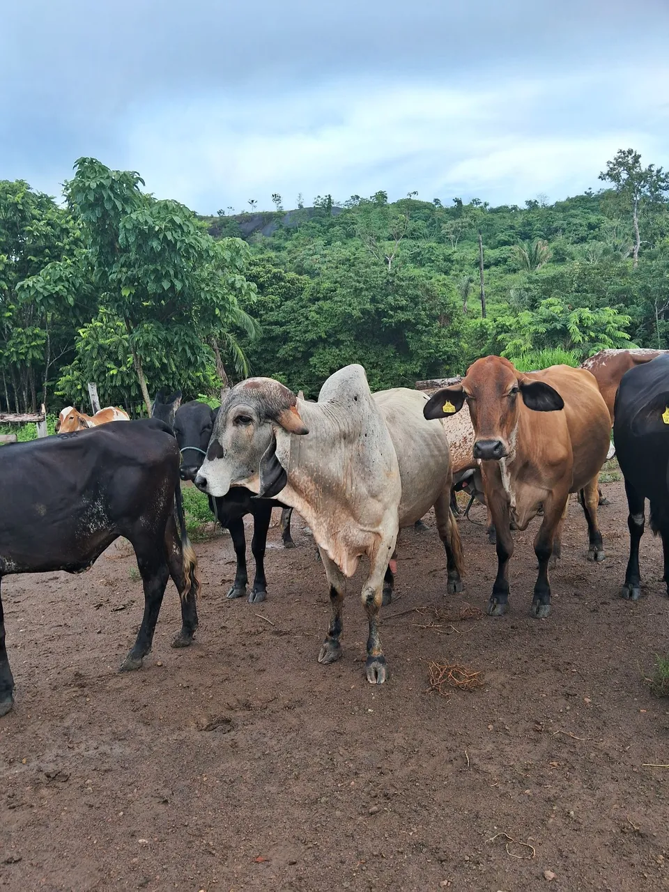 Touro, Novilhas e Vacas Leiteiras