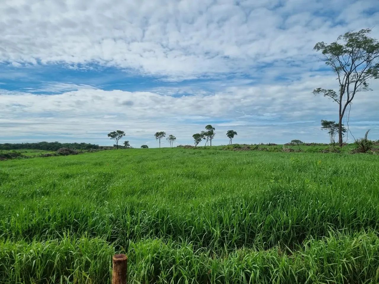 FAZENDA DUPLA APTIDÃO COM ÁREA TOTAL DE 700 HECTARES EM CAMAPUÃ - Foto 5