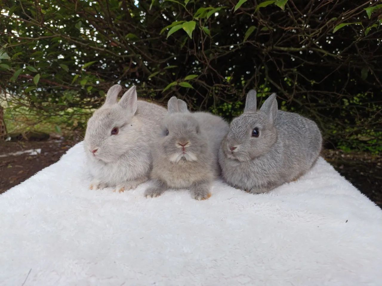 Coelho anão netherland  - Foto 3