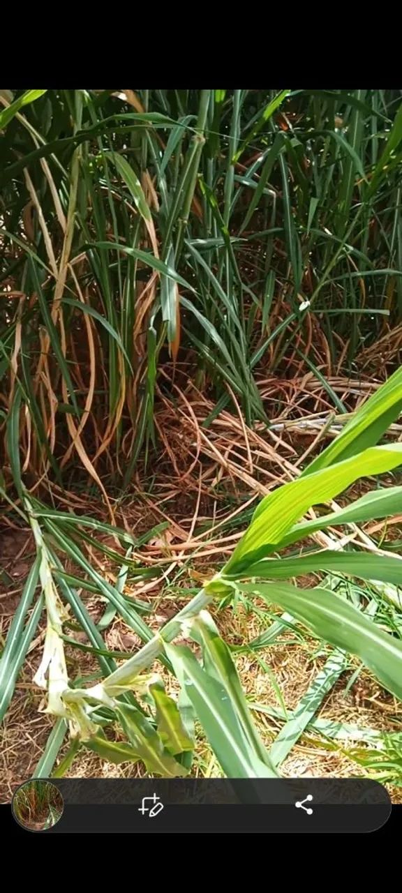 CAPIM ACU,IDEAL PRÁ FAZER SILAGEM, OU ATÉ MESMO OFERECER AOS ANIMAIS, Capim de qualidades - Foto 4