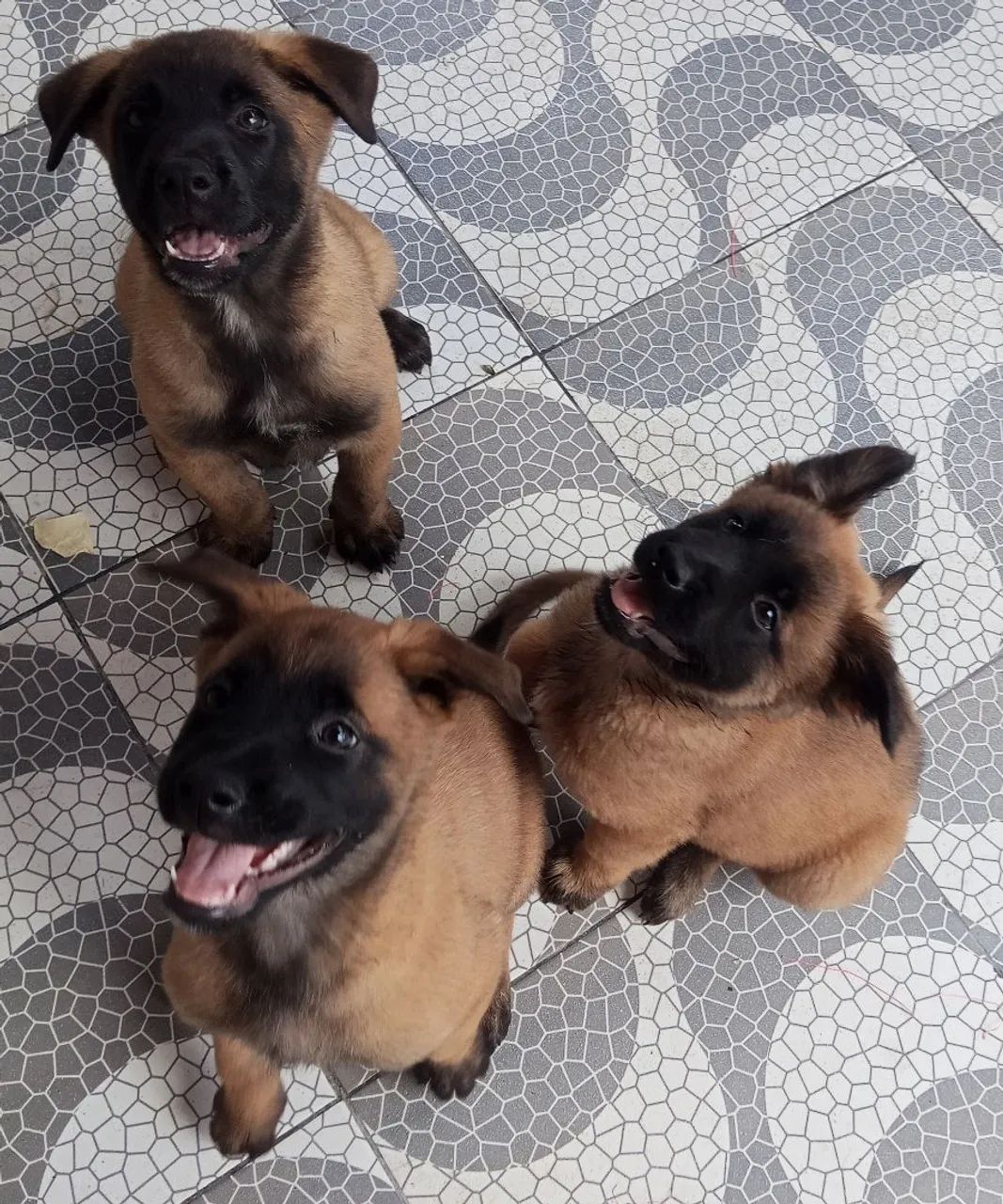 Filhote de Pastor Belga Malinoar  - Foto 3