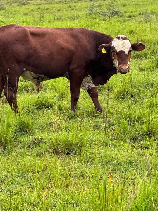 Vendo touro Braford - Foto 4