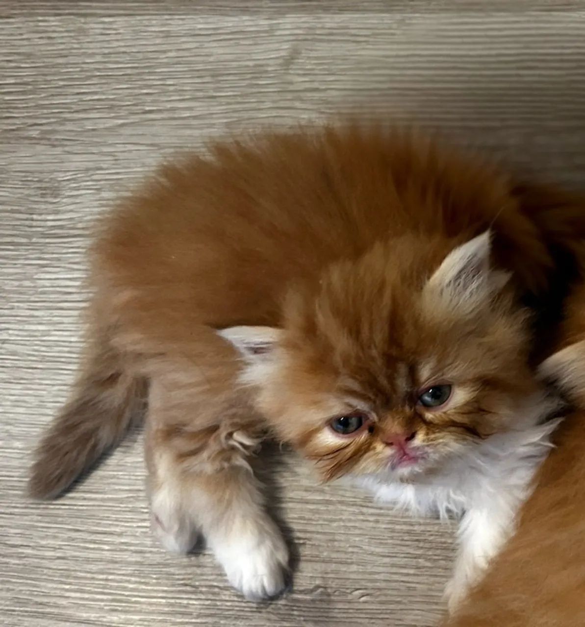 Vende-se gatas mini persas  - Foto 3