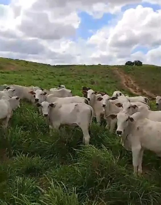 32 bezerras nelore.   280@ - Foto 3