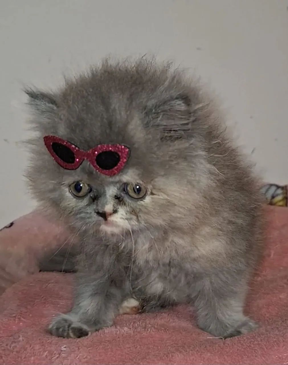 Persas (leia o anúncio) - Foto 3