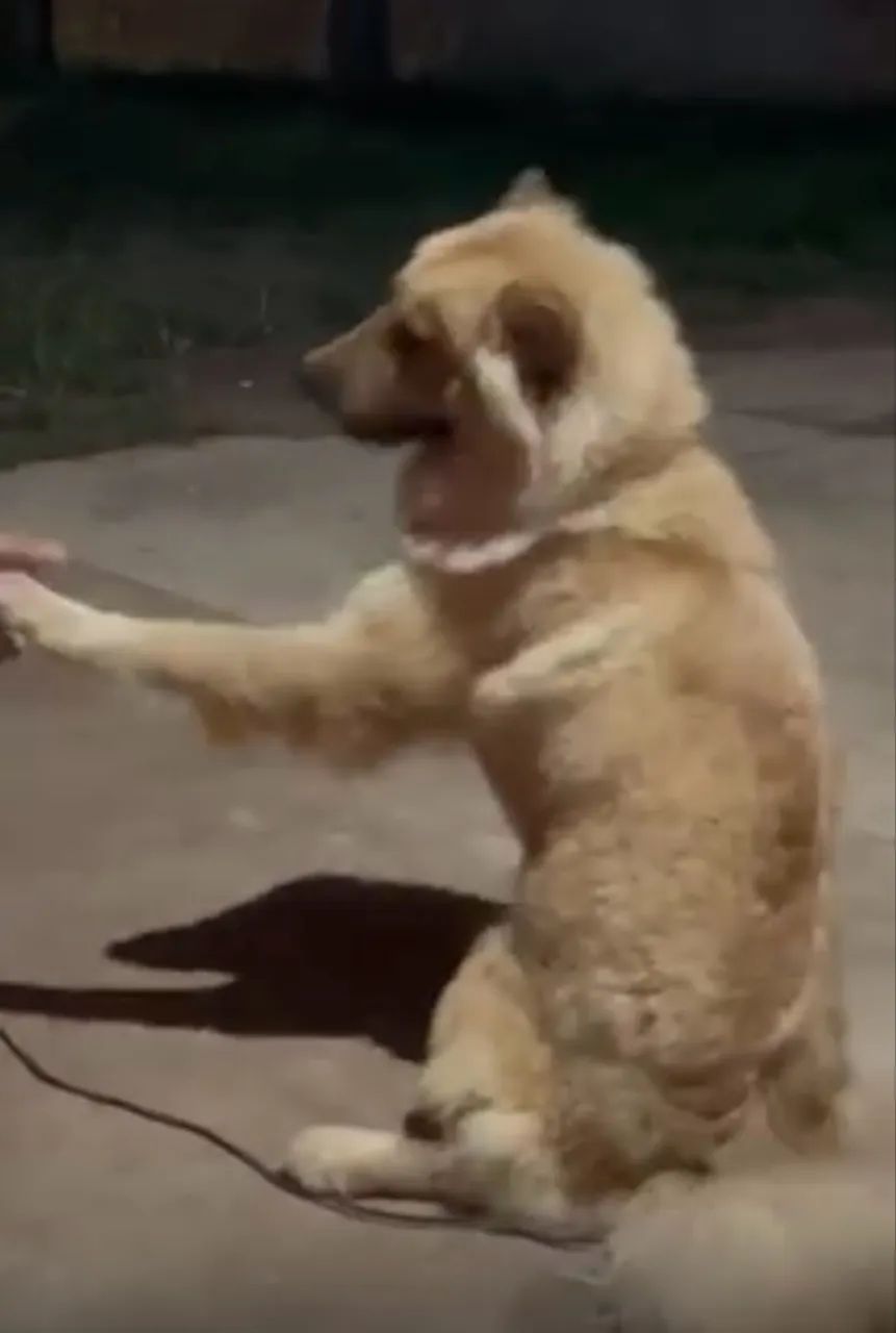 Pastor alemão e chow Chow / fêmeas 