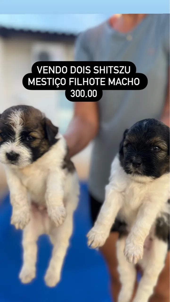 Filhotes Shih Tzu mestiços machos, 300,00