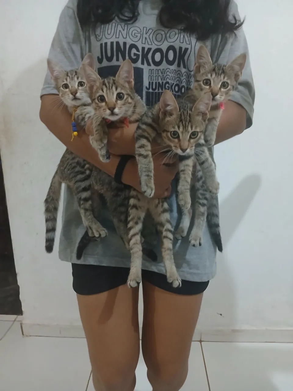 Gatinhos filhotes fofinhos para adoção!