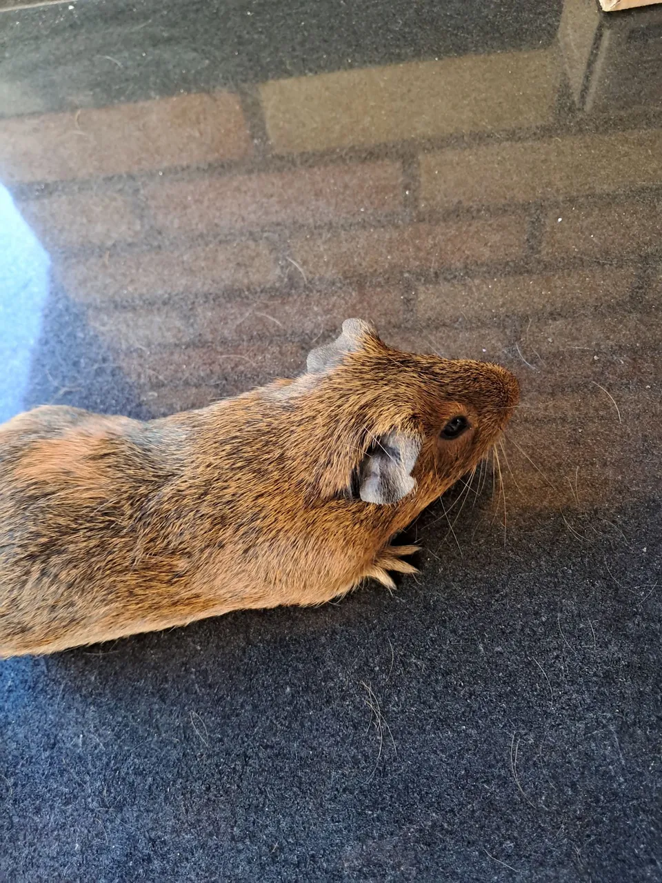 Porquinho da Índia macho