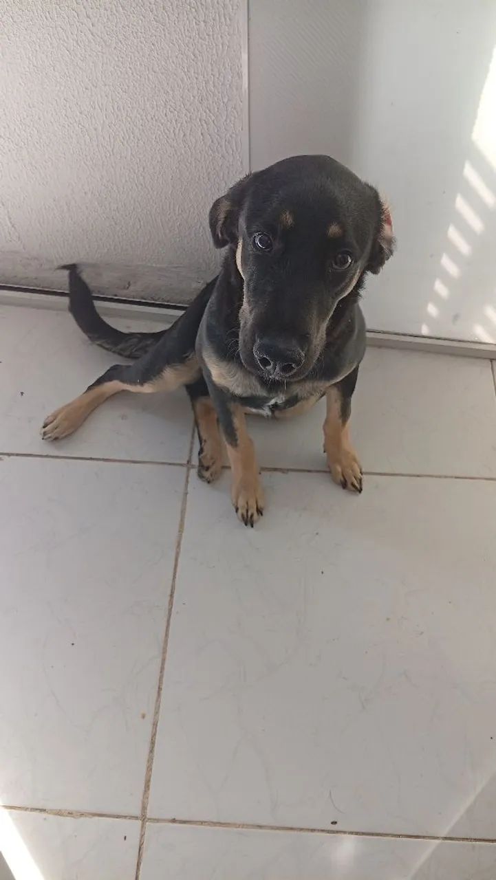 Doace um cachorro de 8 meses