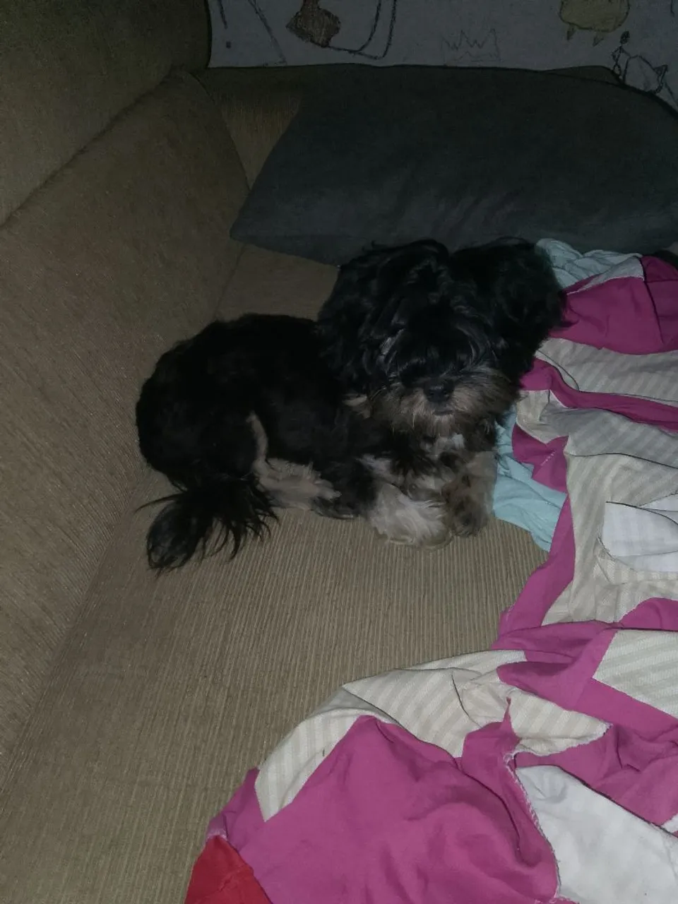 Filhote lhaysa opso macho 4 meses 650
