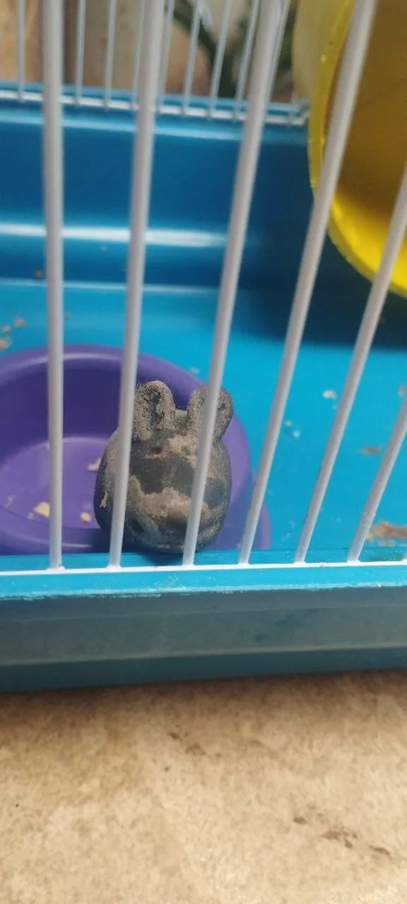 Roda para hamster - Foto 2