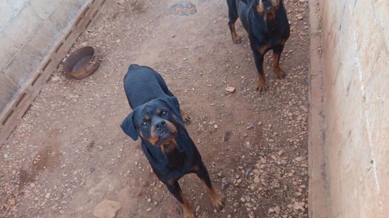 Rottweiler Americano  - Foto 2