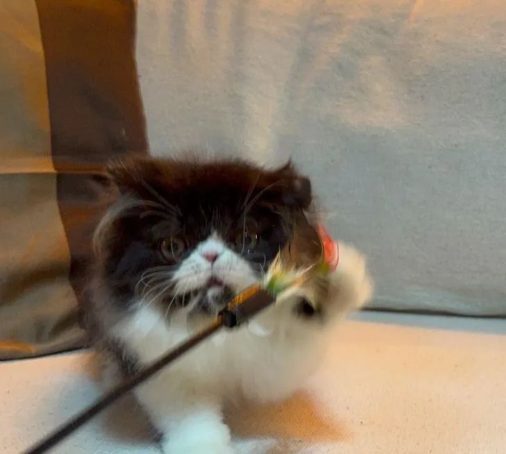 Gata persa  - Foto 5