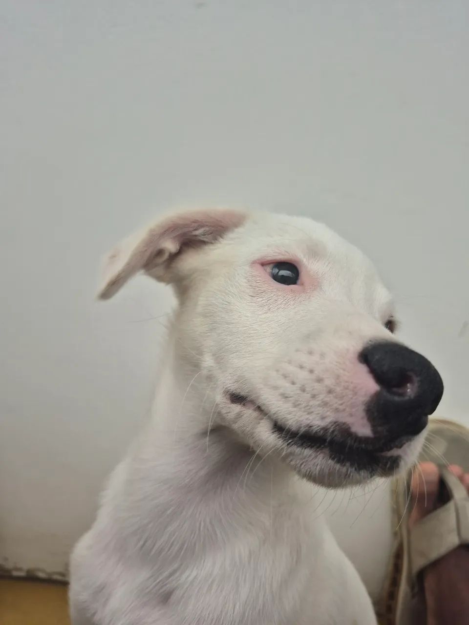 Adoção responsável de cachorro  - Foto 3