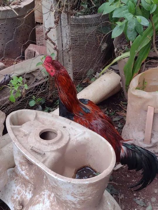 Vende se galo ,patos,e perus - Foto 2