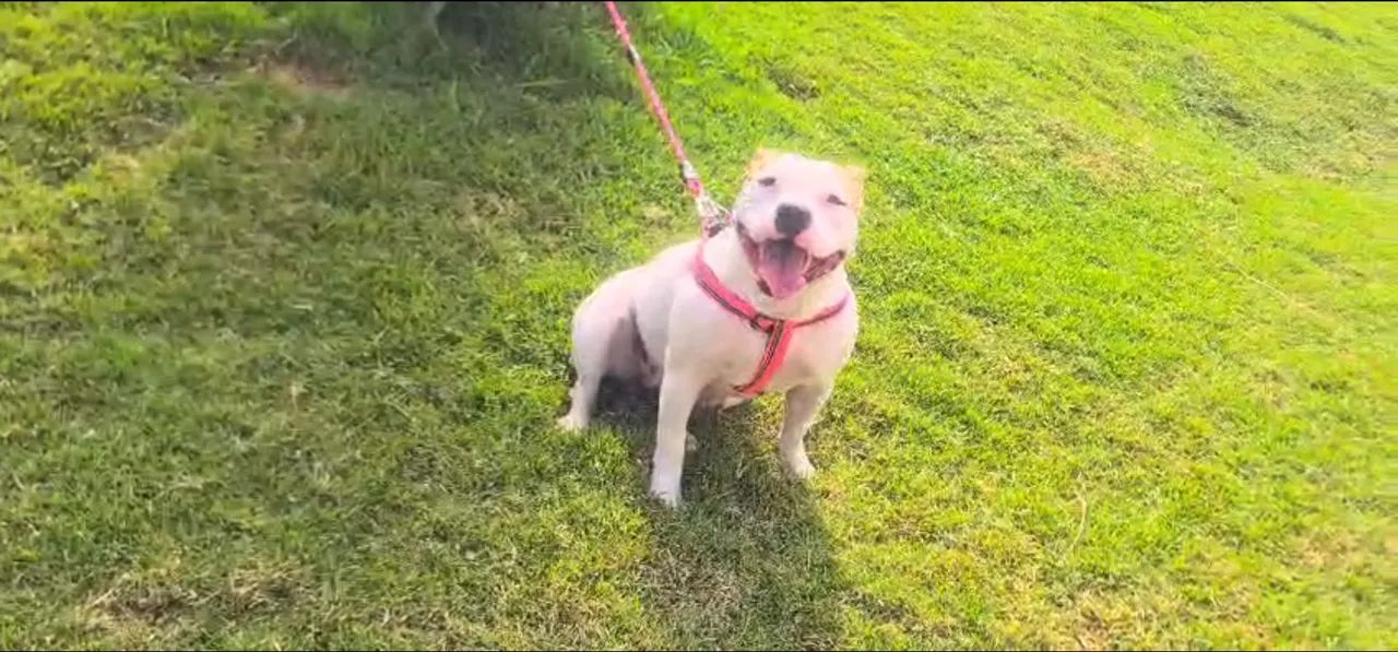 Procuro namorado american bully  - Foto 2