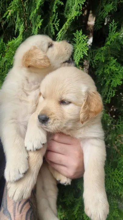 FILHOTES de Golden Retriever 1600 (macho) e 1800 (fêmea) - Foto 5