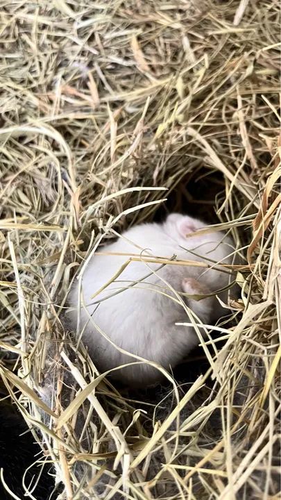 Filhotes de Coelho anao holandes (Netherland) padrão Pet - Foto 5