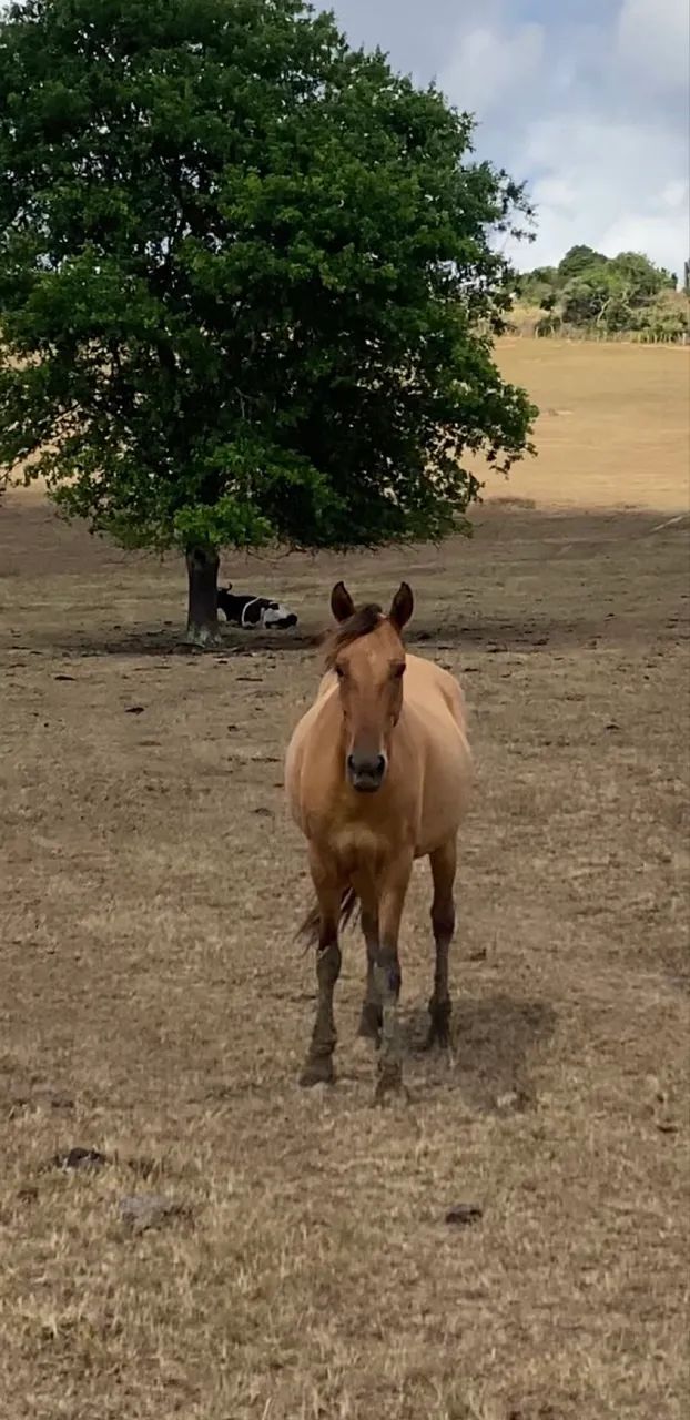 Égua mangolina  - Foto 3