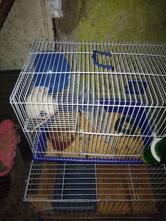 Rata Twitter estou vendendo 