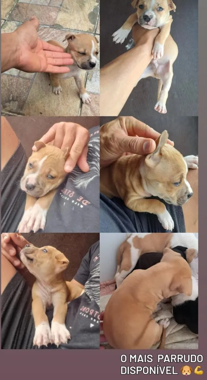 Filhote de Pitbull disponível!