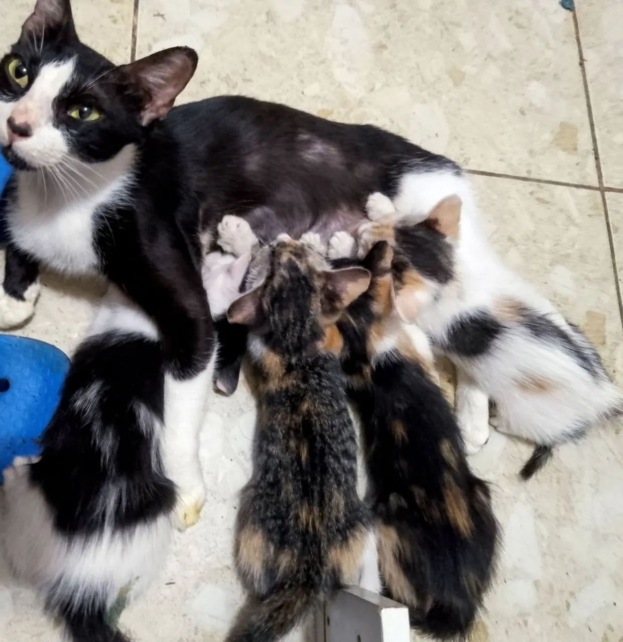 Gatinhos para adoção - Filhotes fofos!