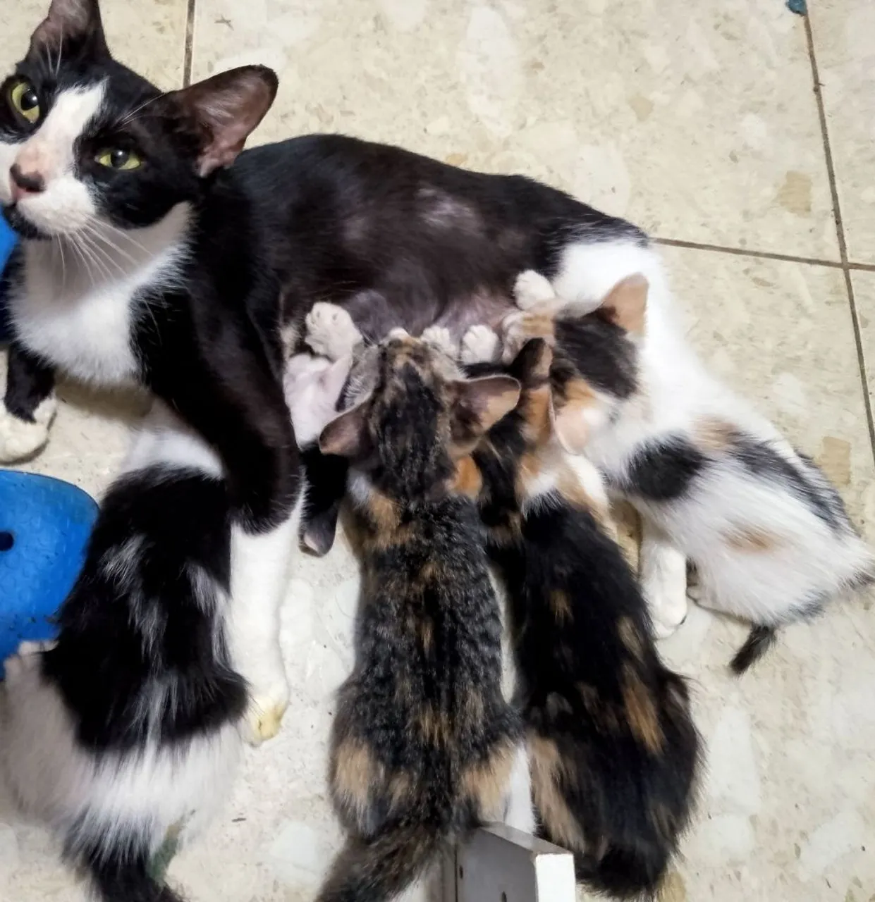Gatinhos para adoção - Filhotes fofos!