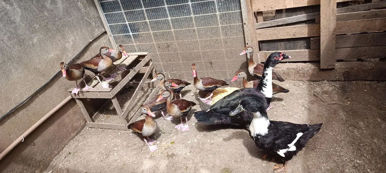 Patos e marrecas saudáveis. - Foto 2