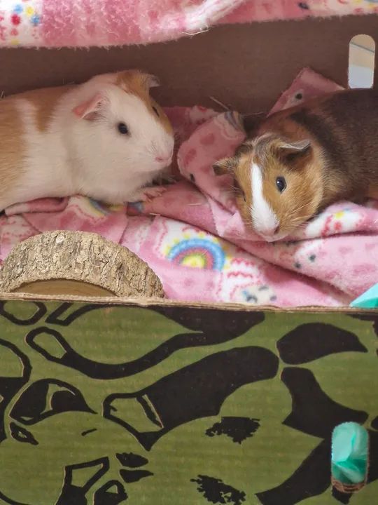 adoção de porquinho da india-duas fêmeas-cercado incluso (porém o cercado precisa pagar)