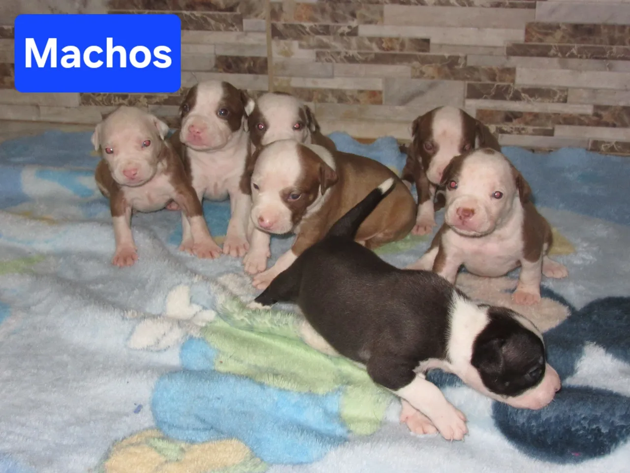 Filhote de Pitbull