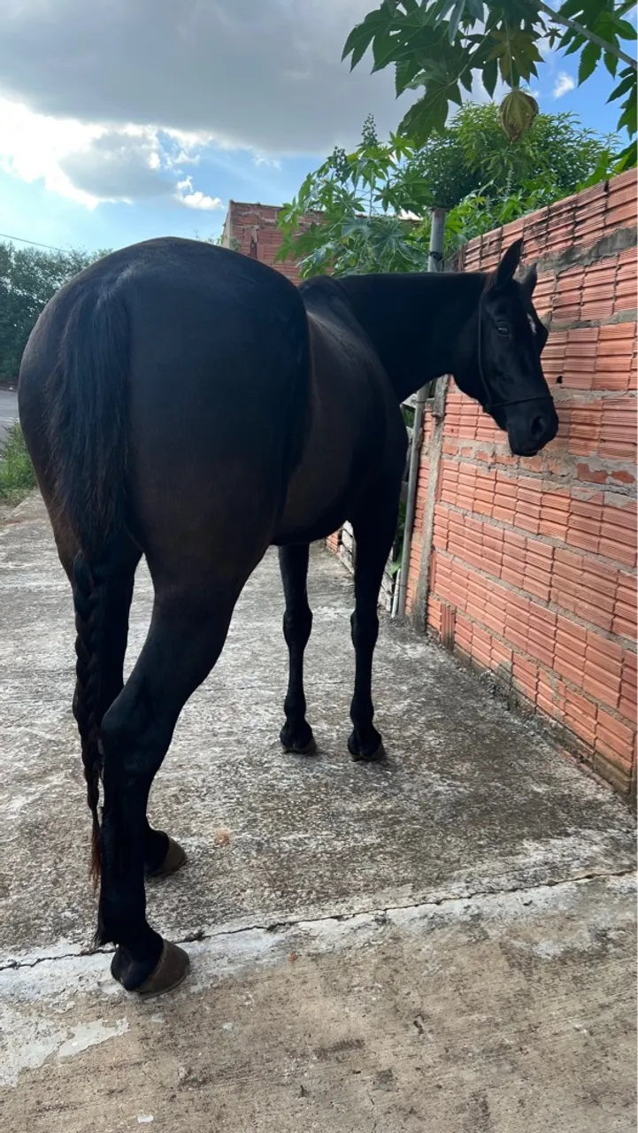 Égua mangalarga registrada
