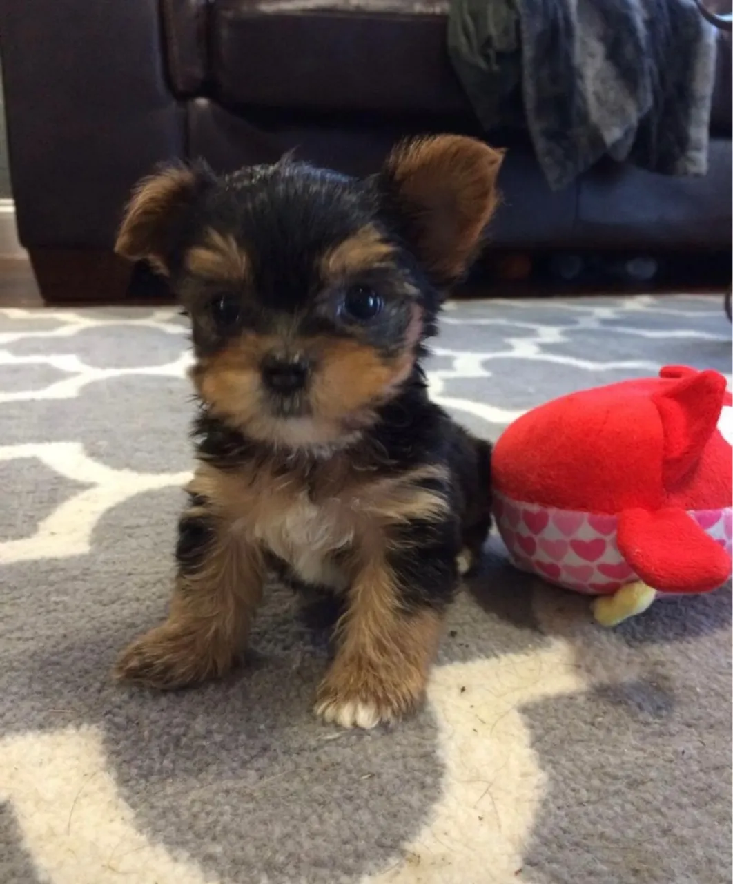 Yorkshire Terrier - Fofo e Carinhoso