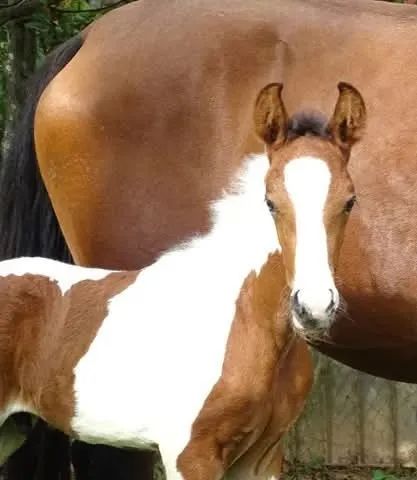 Cobertura Cavalo Pampa de Preto Homozigoto "Antares da Santa Esmeralda" - Foto 3