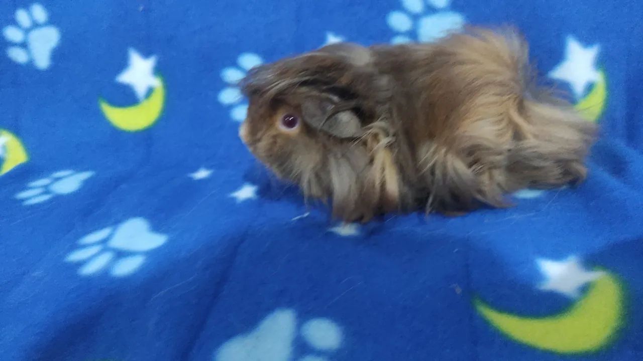 Machinhos disponíveis. - Foto 2