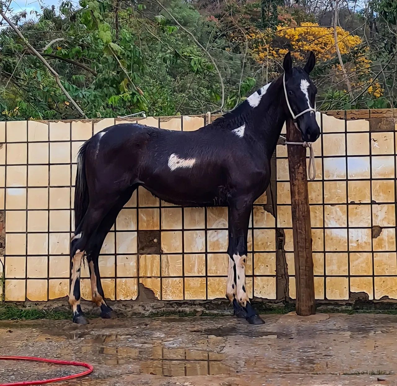 Égua  Mangalarga Marchador - Foto 5