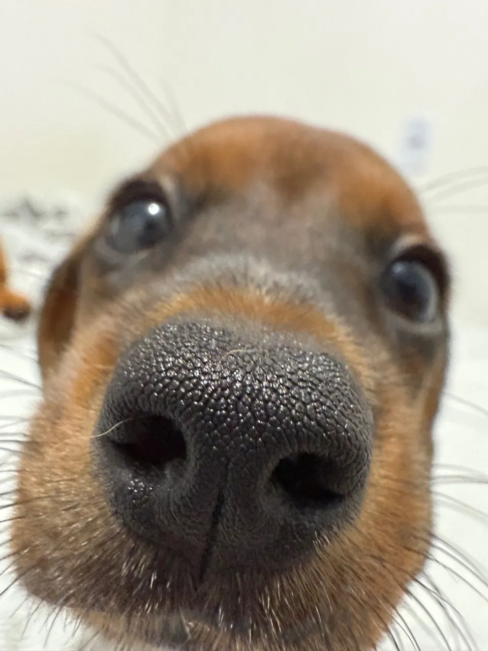 Linda filhote de salsicha (Dachshund)
