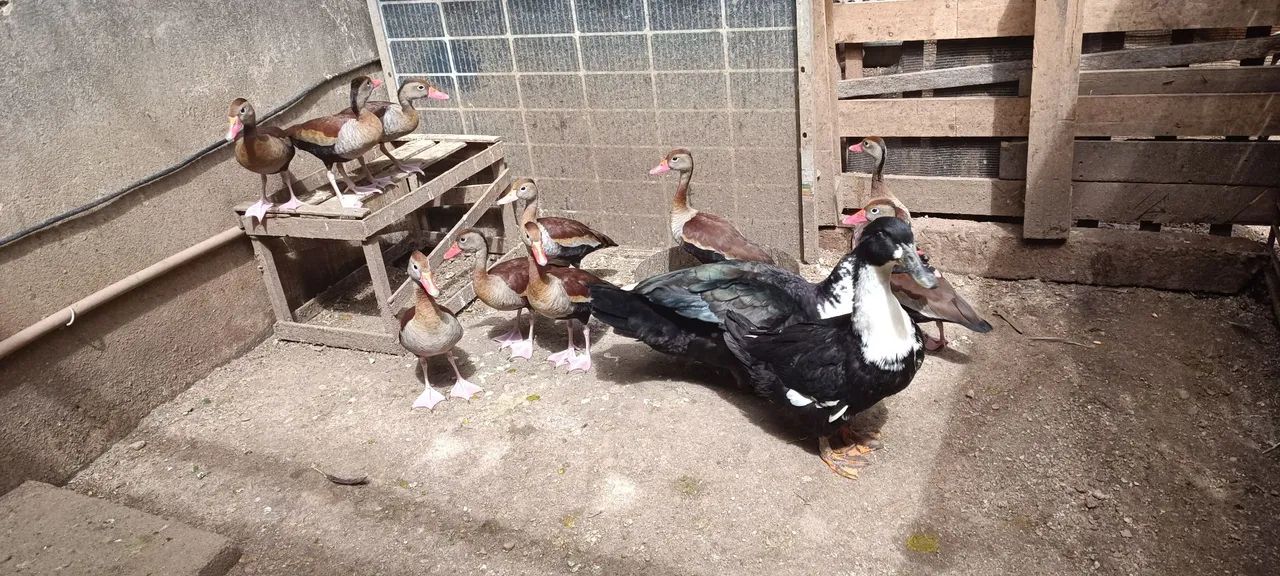 Patos e marrecas saudáveis. - Foto 4
