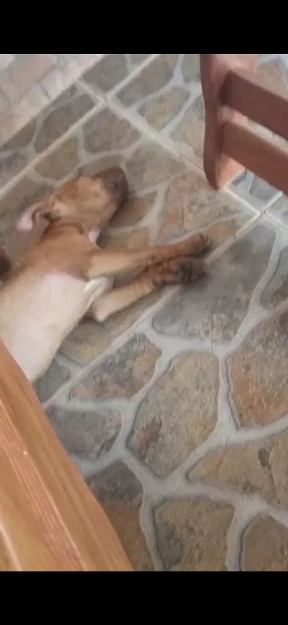 Pit monster fêmea pura - Foto 5