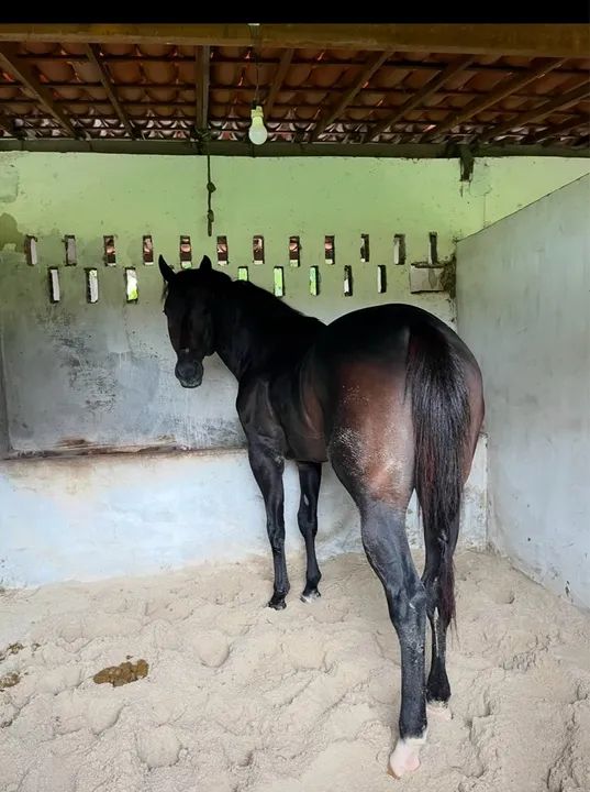 Cavalo Quarto de milha Puro Vaquejada  - Foto 5