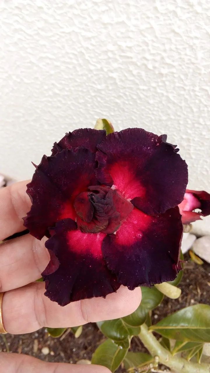 VENDO ROSAS DO DESERTO *