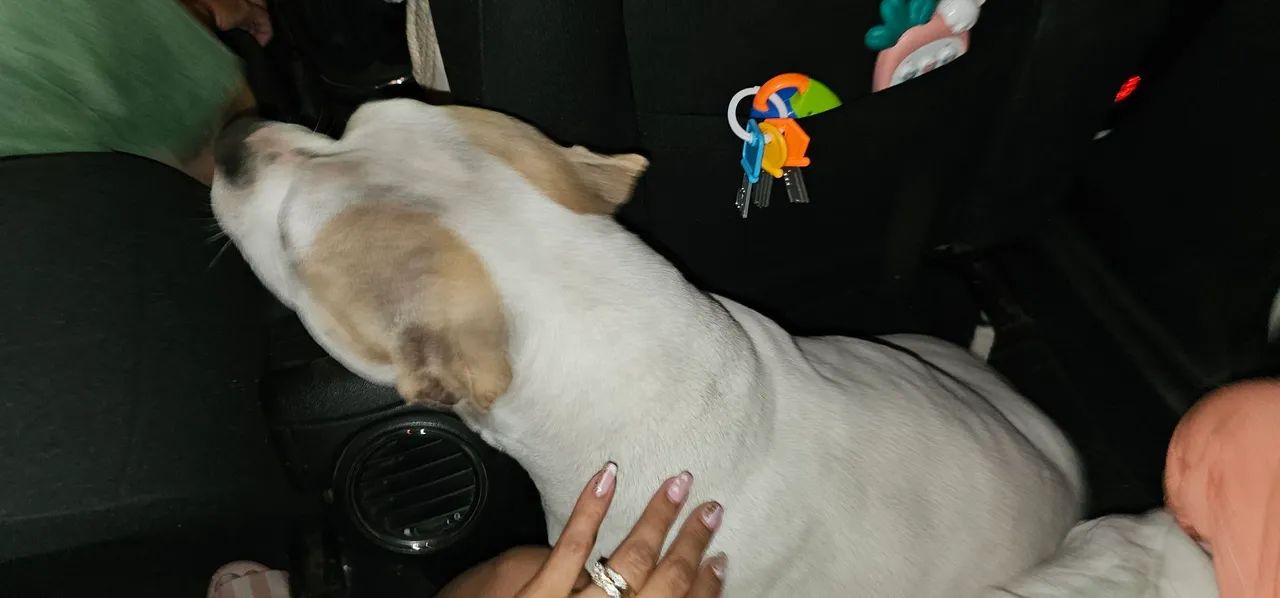 Procuro namorado american bully  - Foto 3