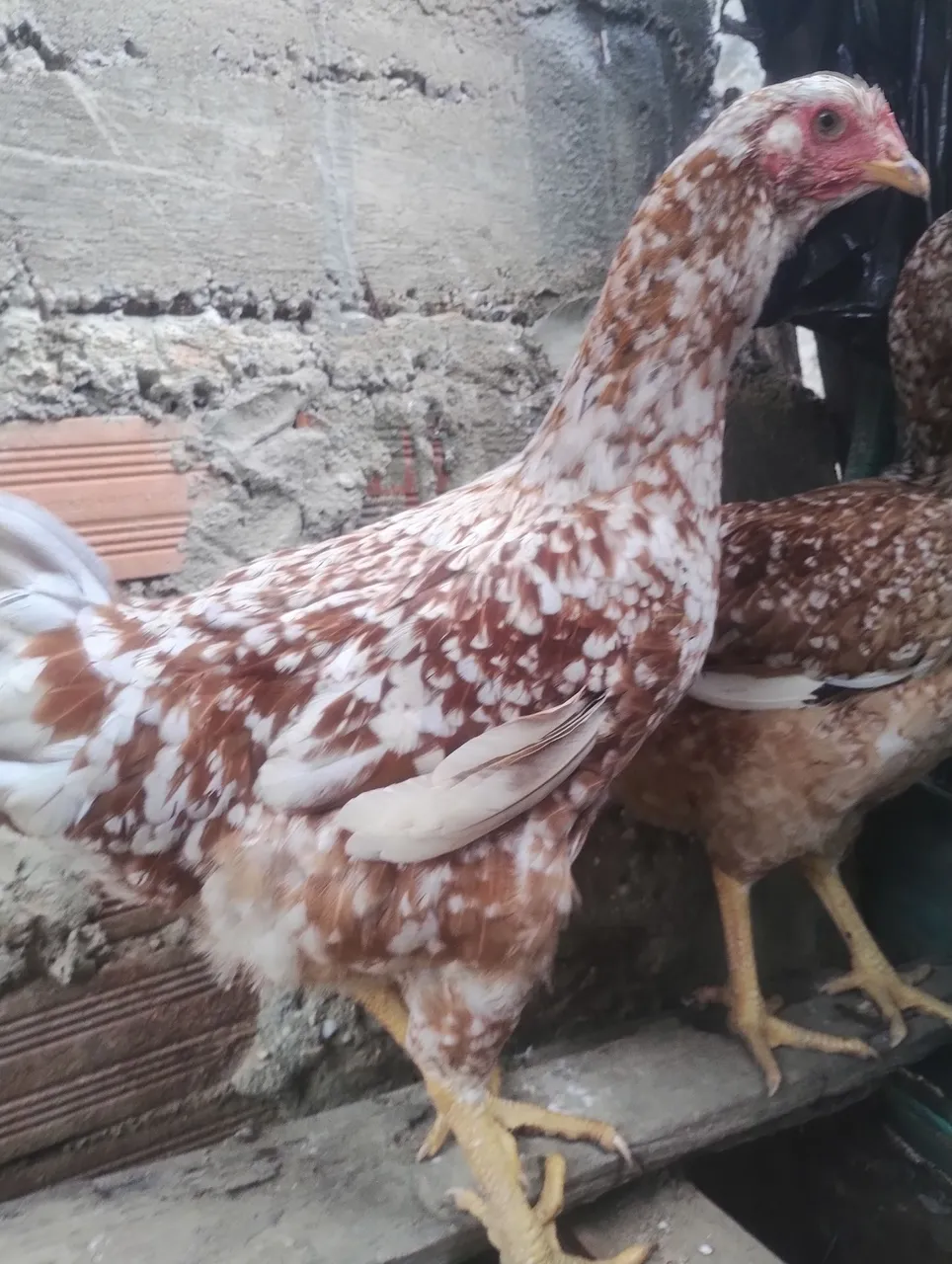 Frangas Gsb lindas